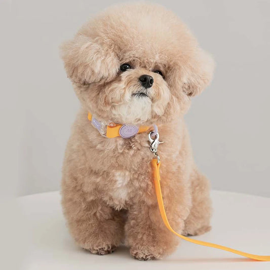 Trendy Transparent Buckle Pet Collar | Perfect for Small Dogs & Cats