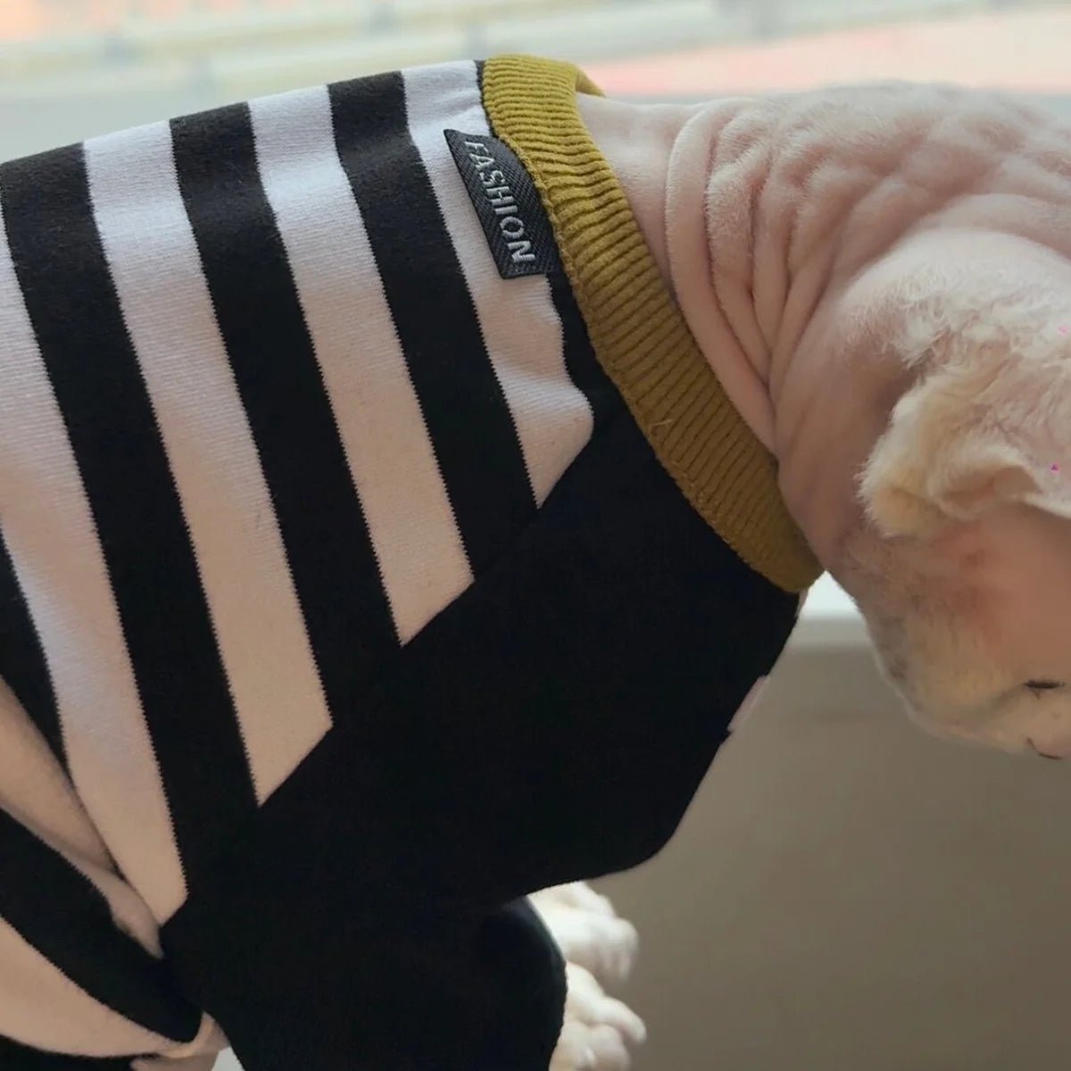 Stylish Black-White Striped T-Shirt for Hairless Cats | Soft Cotton Wear