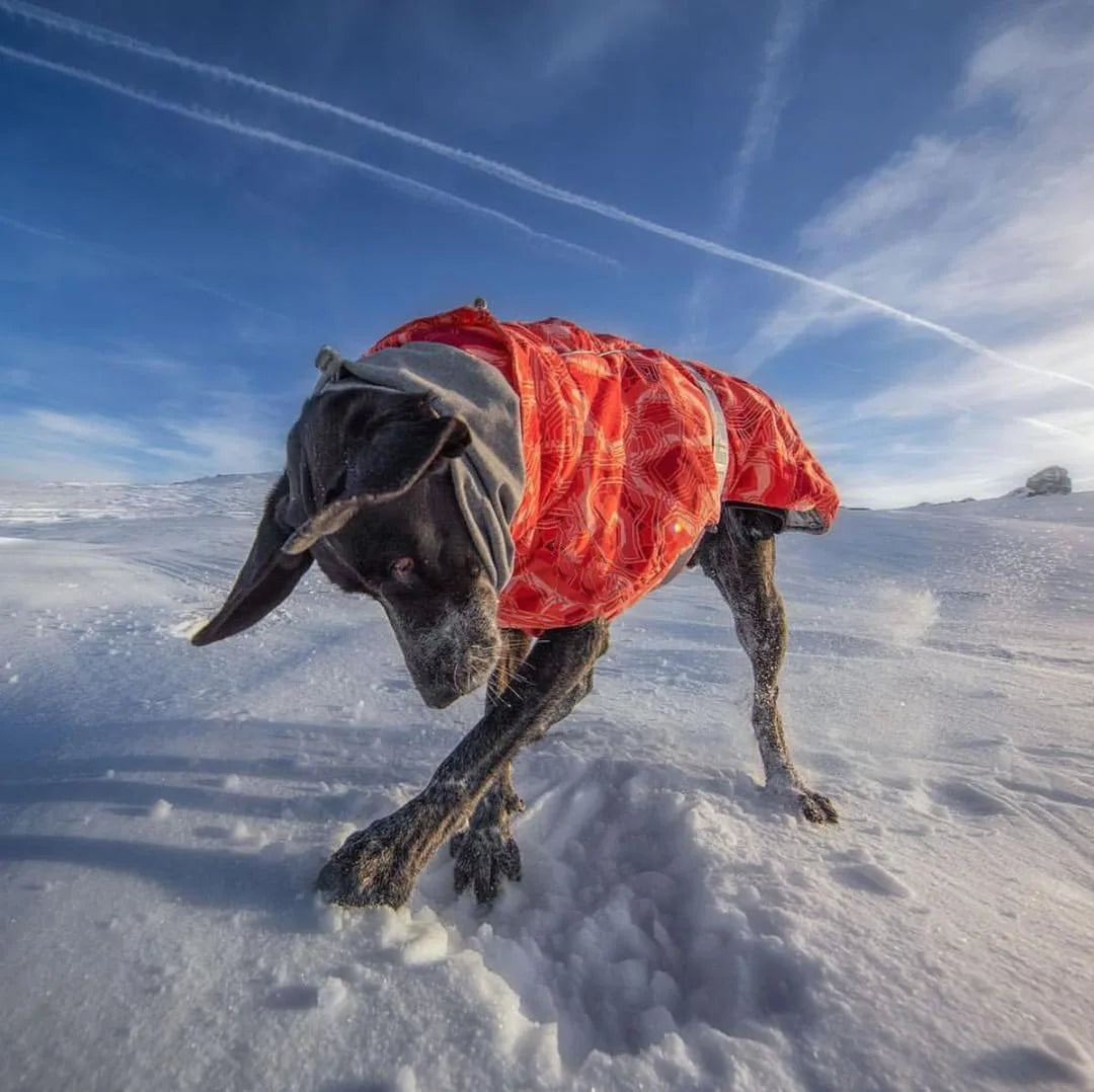 Waterproof Winter Dog Jacket | Cozy Warm Jacket for All Dogs