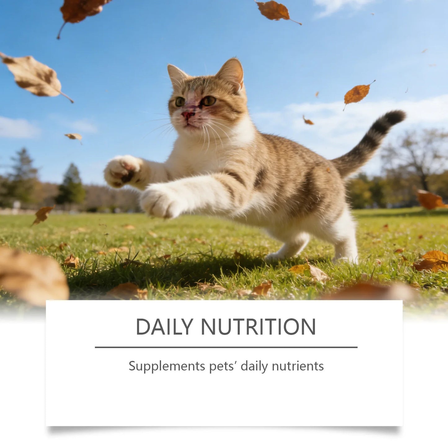 Pure Taurine Powder for Cats | Daily Health Supplement
