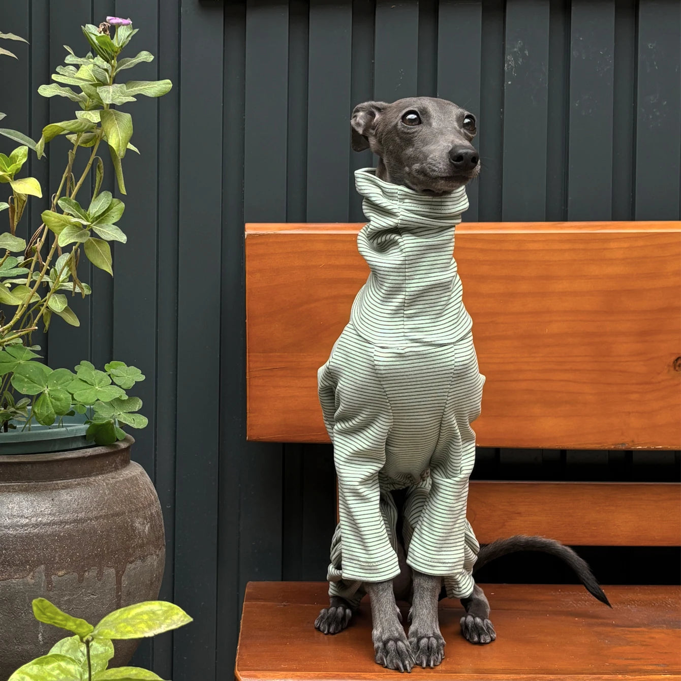 Stylish Striped Velvet Hoodie for Dogs | Warm & Comfortable Wear