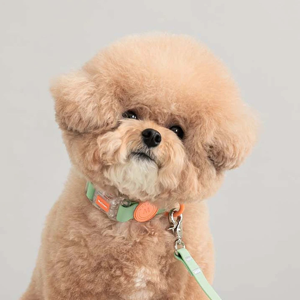 Trendy Transparent Buckle Pet Collar | Perfect for Small Dogs & Cats