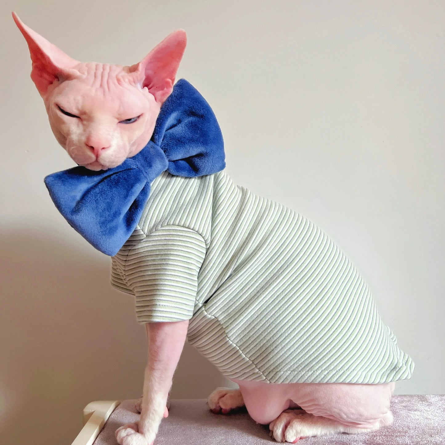 Warm Long Sleeve Cat Coat | Cozy Stripe Sweatshirt for Kittens