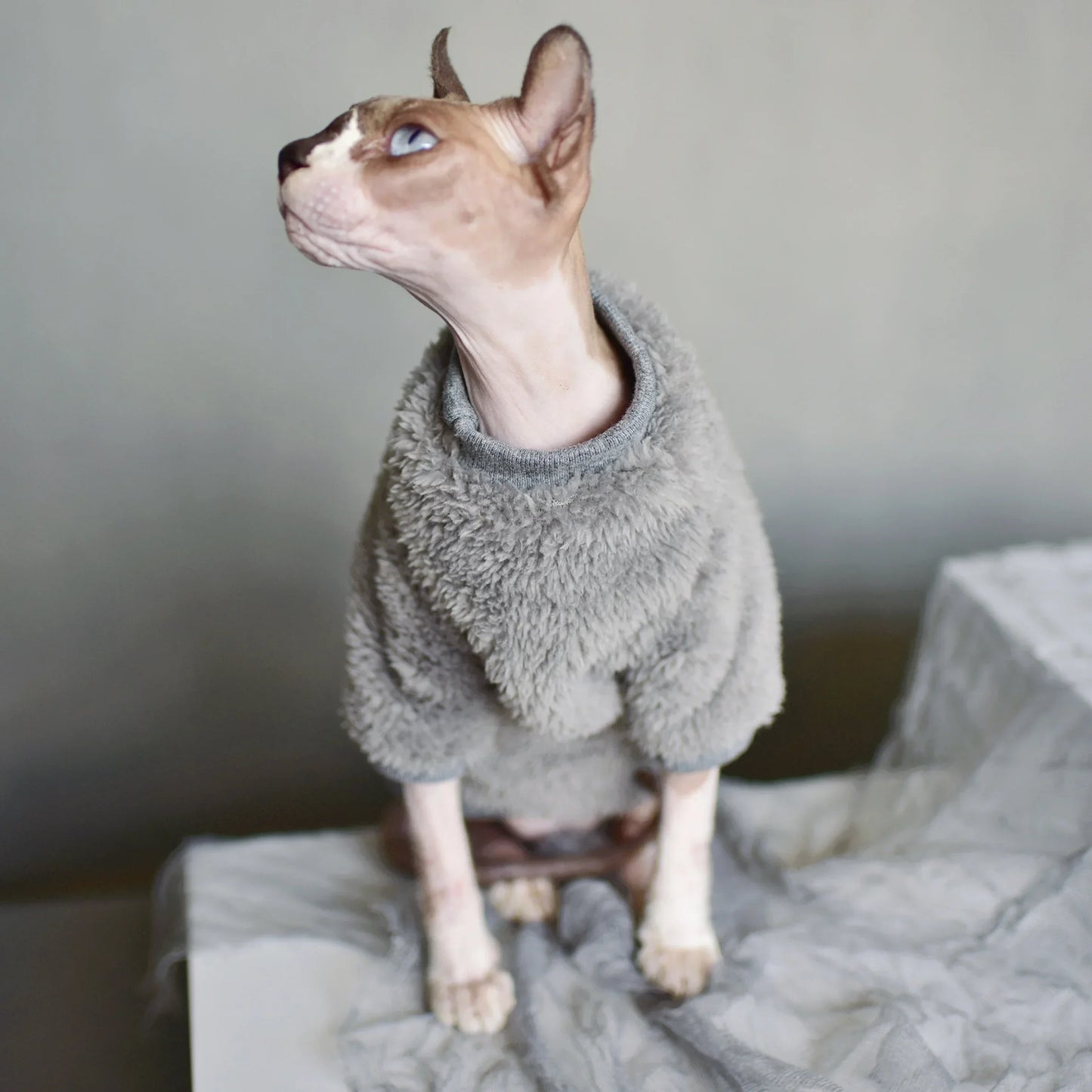 Winter Sweater for Hairless Cats | Cozy Fashionable Cat Clothing