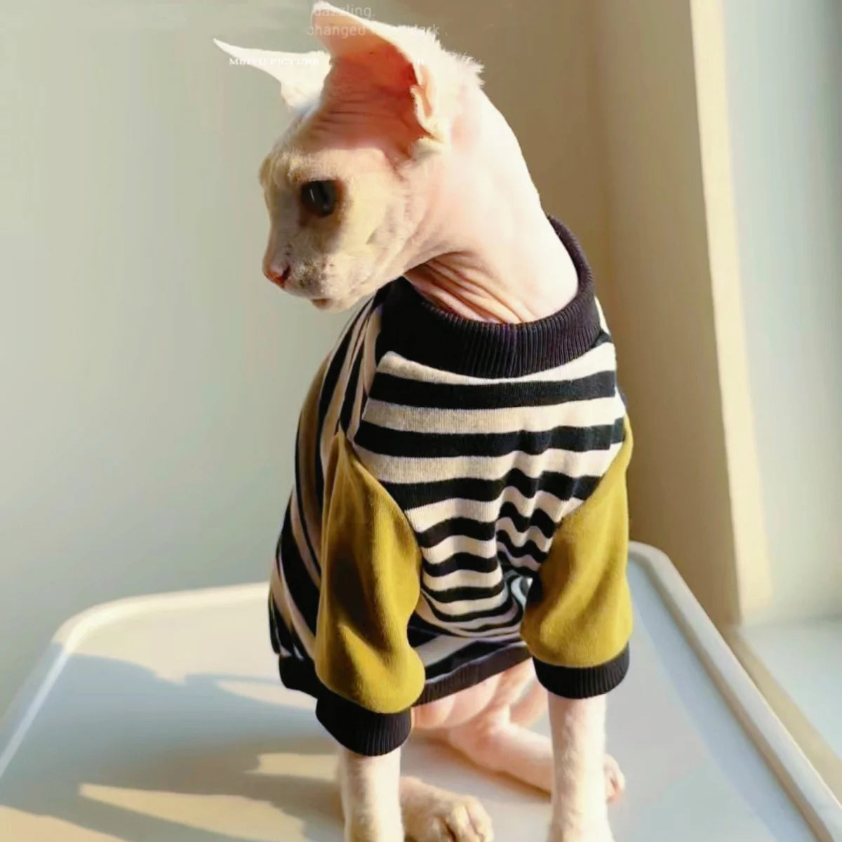 Stylish Black-White Striped T-Shirt for Hairless Cats | Soft Cotton Wear