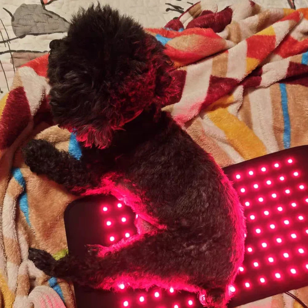 Veterinary Red Light Therapy Mat for Pain Relief in Pets