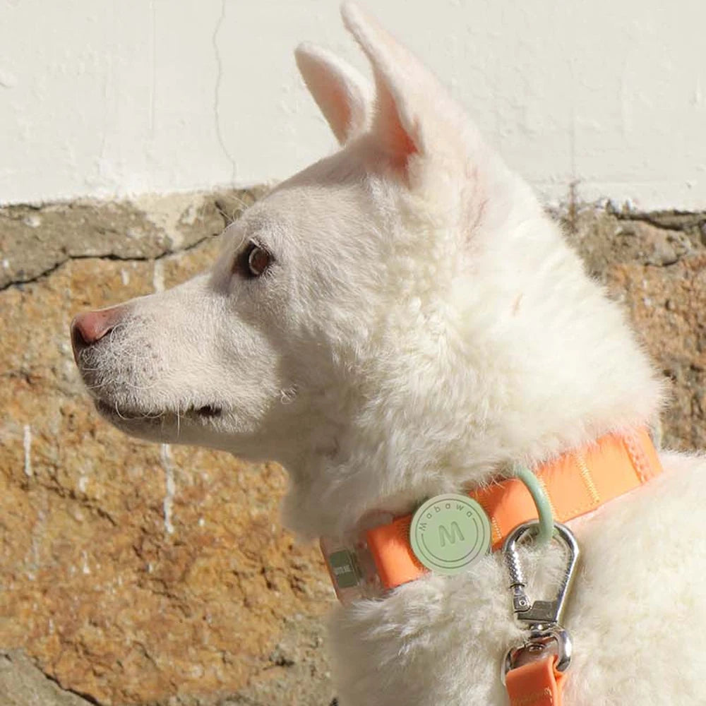 Trendy Transparent Buckle Pet Collar | Perfect for Small Dogs & Cats