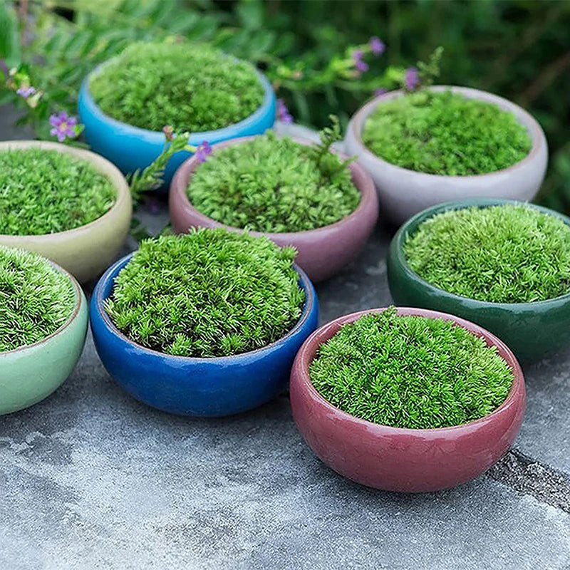 Cute Ice-Crack Glaze Flower Ceramic Succulent Planter