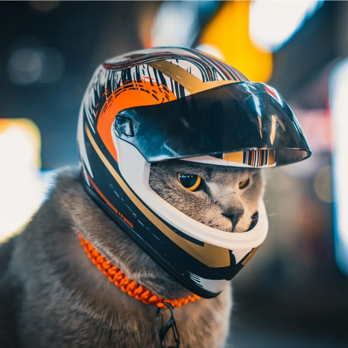 Pet Helmets for Dogs & Cats | Safe Outdoor Headgear Accessories