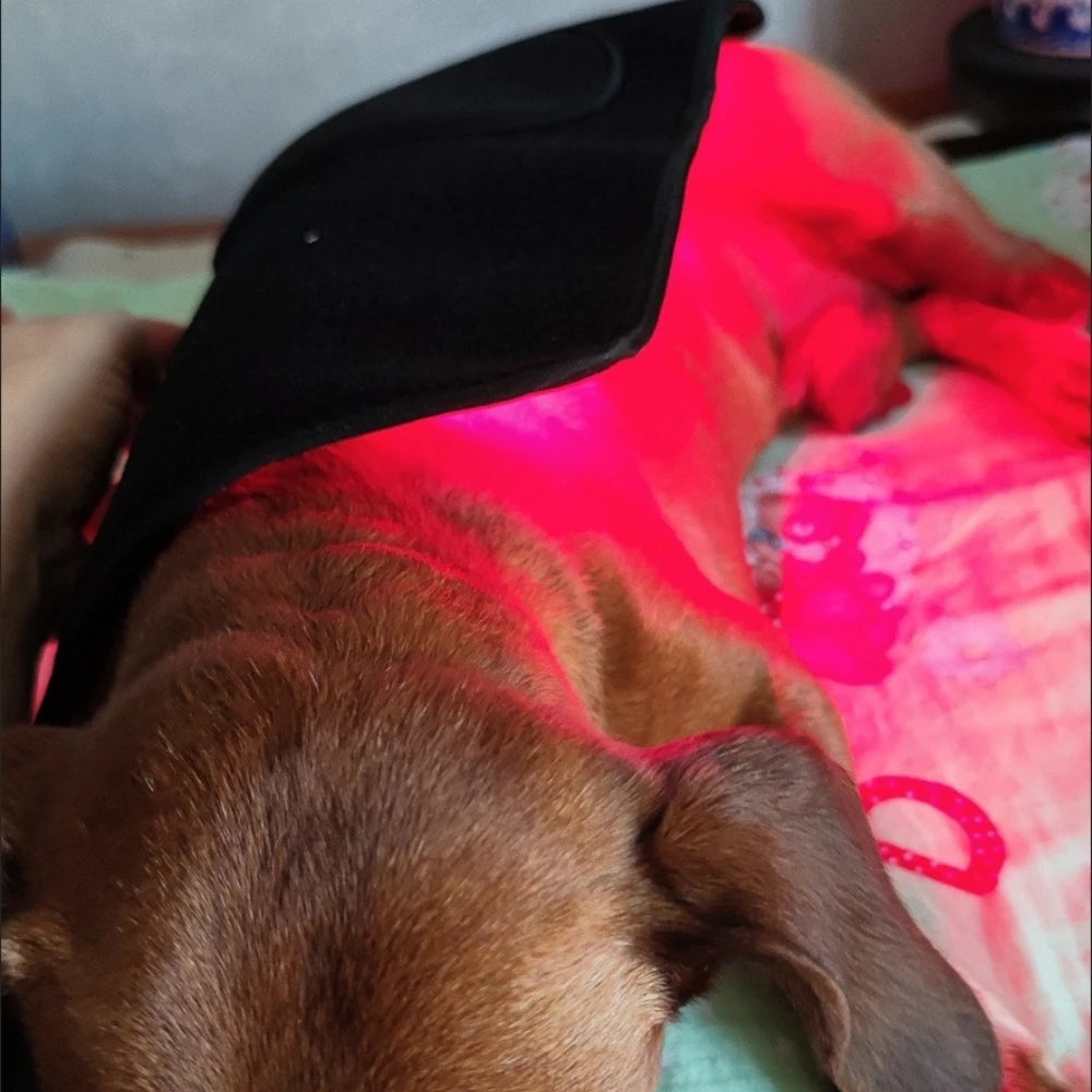 Infrared Red Light Therapy Belt for Pet Care | Relieve Pain Naturally