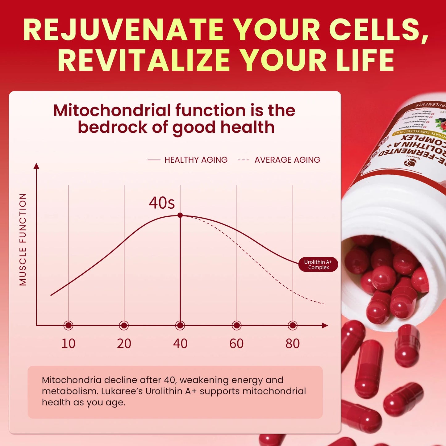 Cellular Repair and Digestive Health Support Supplement