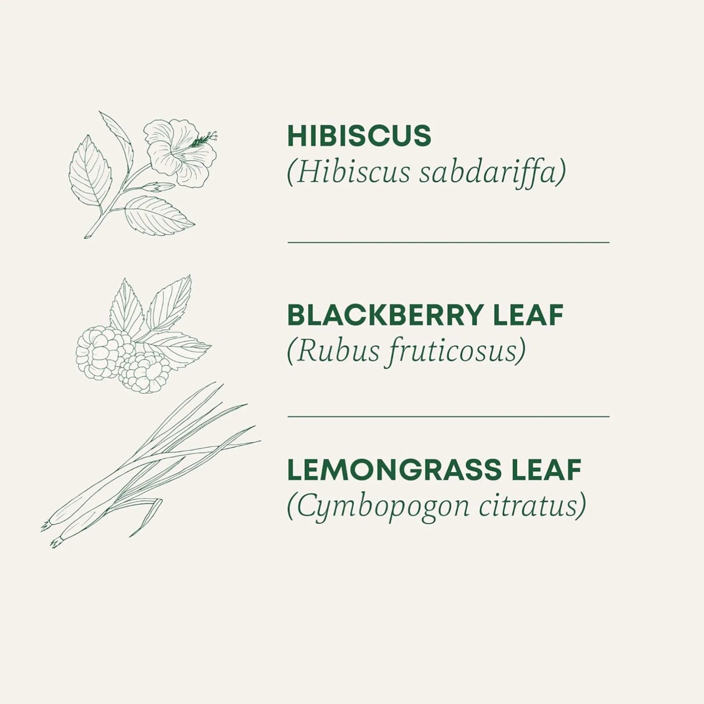 Decaffeinated Herbal Tea Bags | Antioxidant-Rich Luoshen Flower Tea