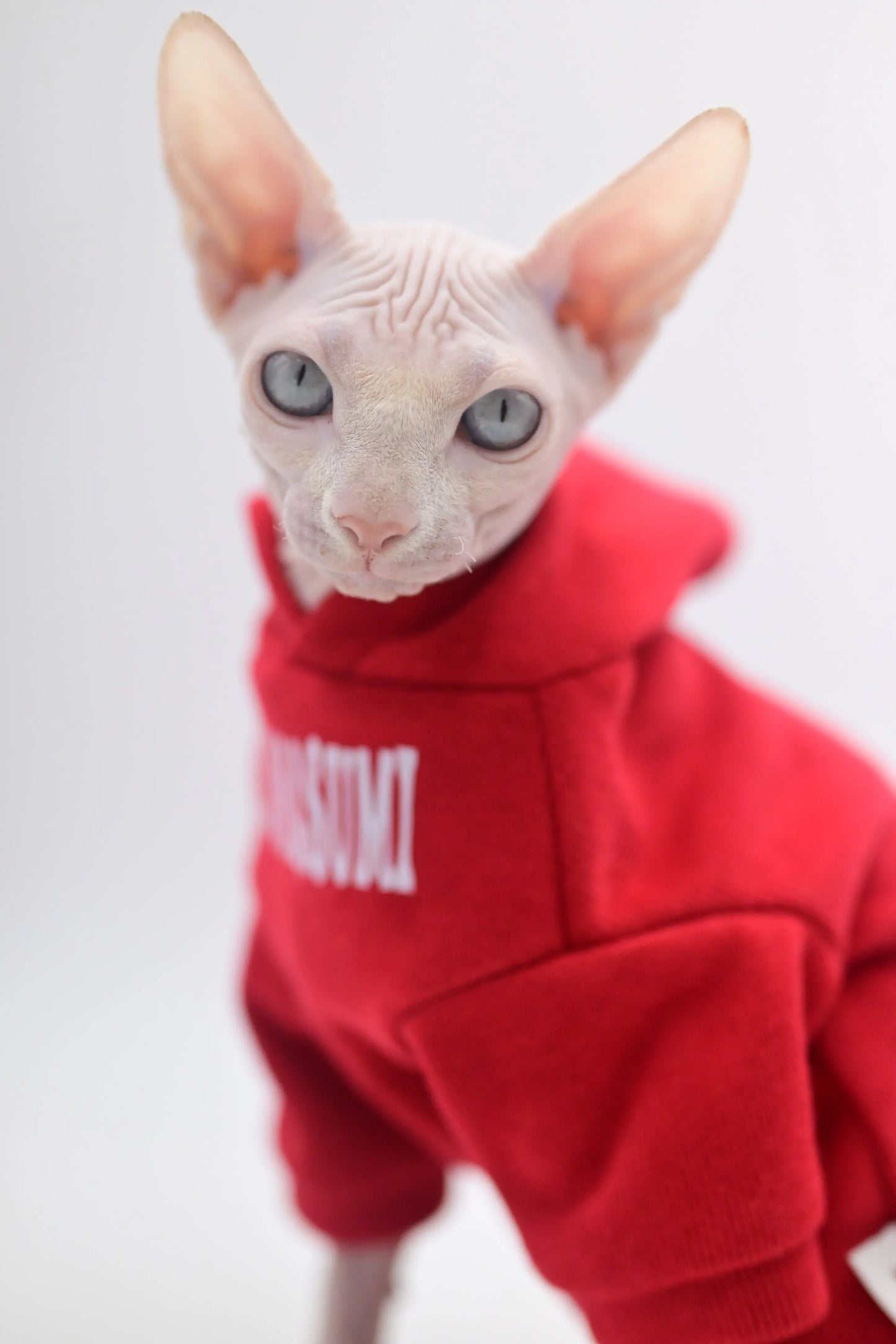 Ropa elegante para gatos sin pelo | Colección Primavera/Otoño