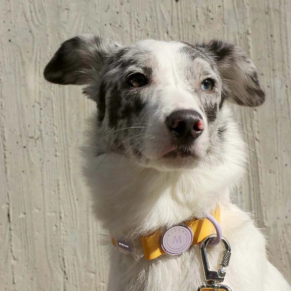 Trendy Transparent Buckle Pet Collar | Perfect for Small Dogs & Cats
