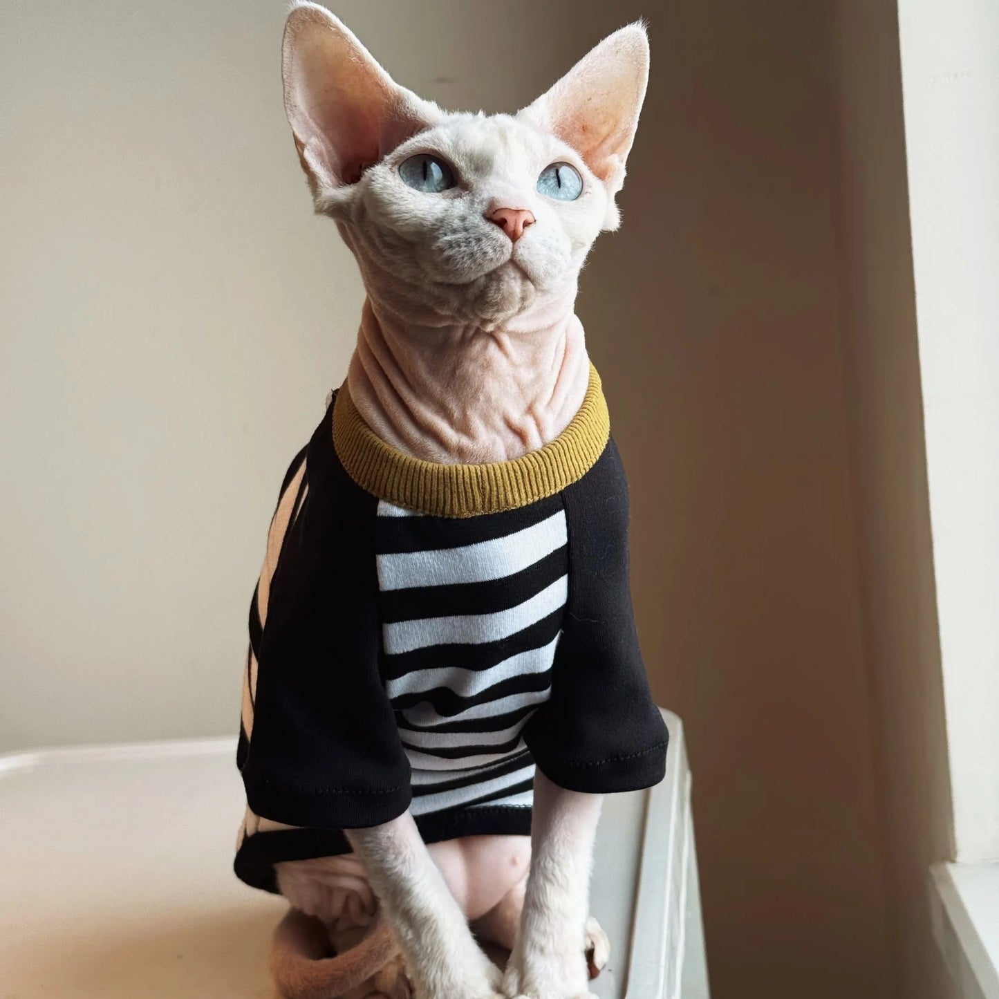 Stylish Black-White Striped T-Shirt for Hairless Cats | Soft Cotton Wear