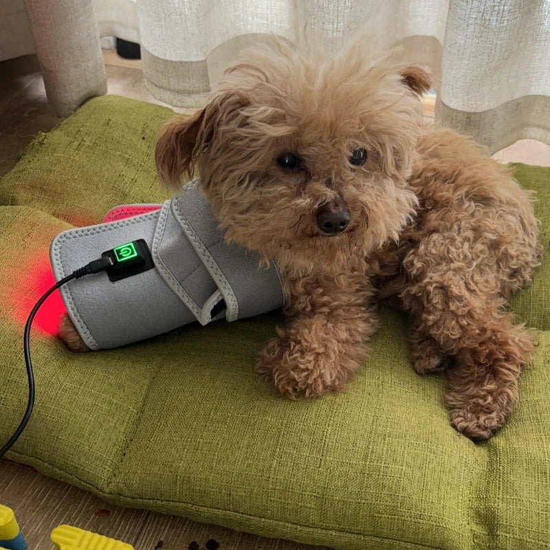 Infrared Red Light Therapy Belt for Pet Care | Relieve Pain Naturally