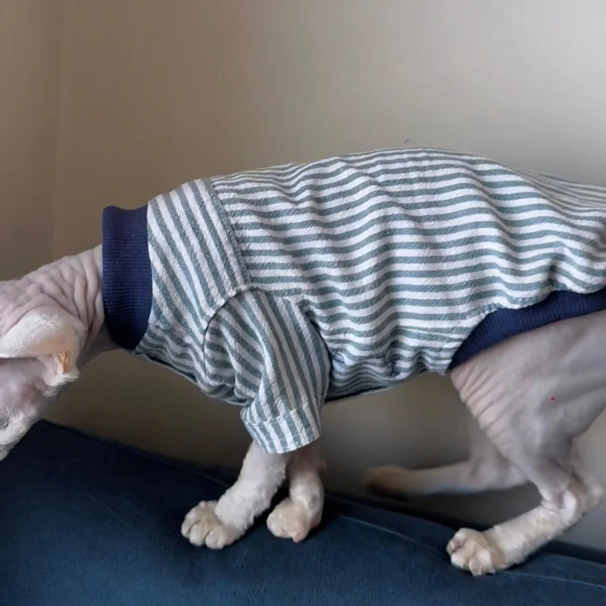 Stylish Cotton Baseball Jacket for Sphynx Cats and Kittens