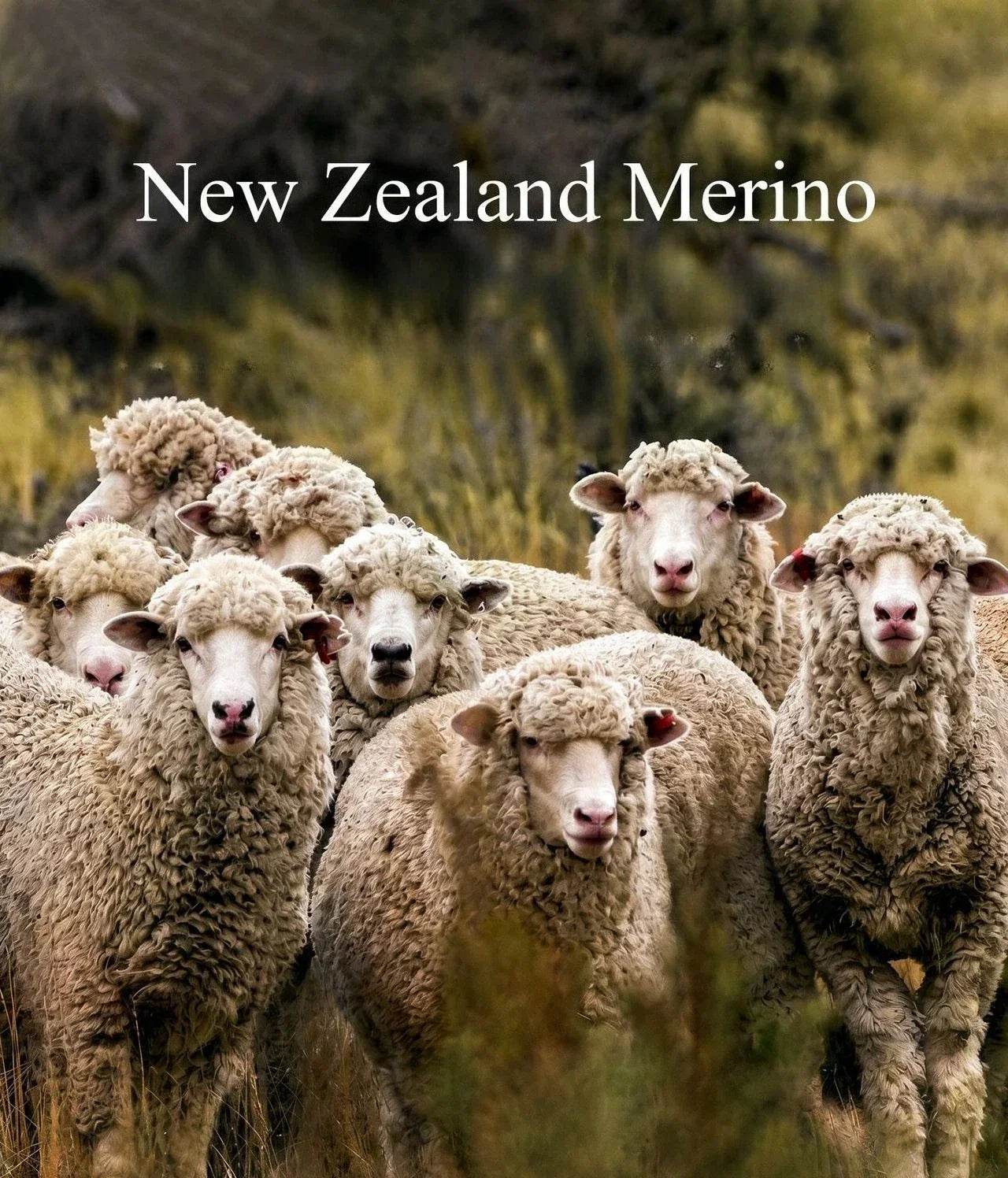 New Zealand Merino Wool T-Shirt Mens Summer Quick Dry Moisture Wicking Breathable Athletic Hiking Camping Gym Short Sleeve