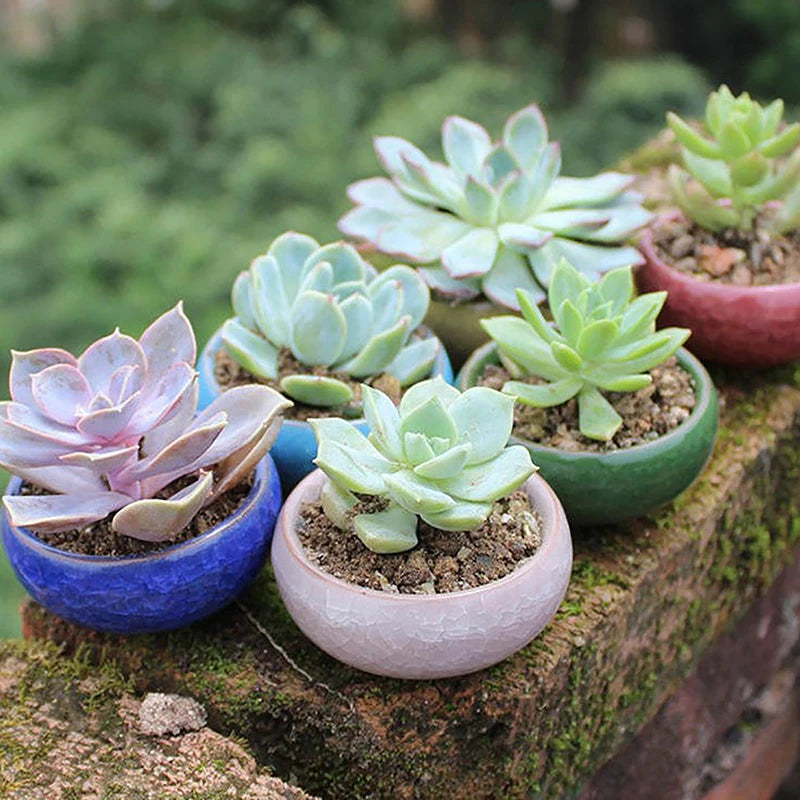 Cute Ice-Crack Glaze Flower Ceramic Succulent Planter
