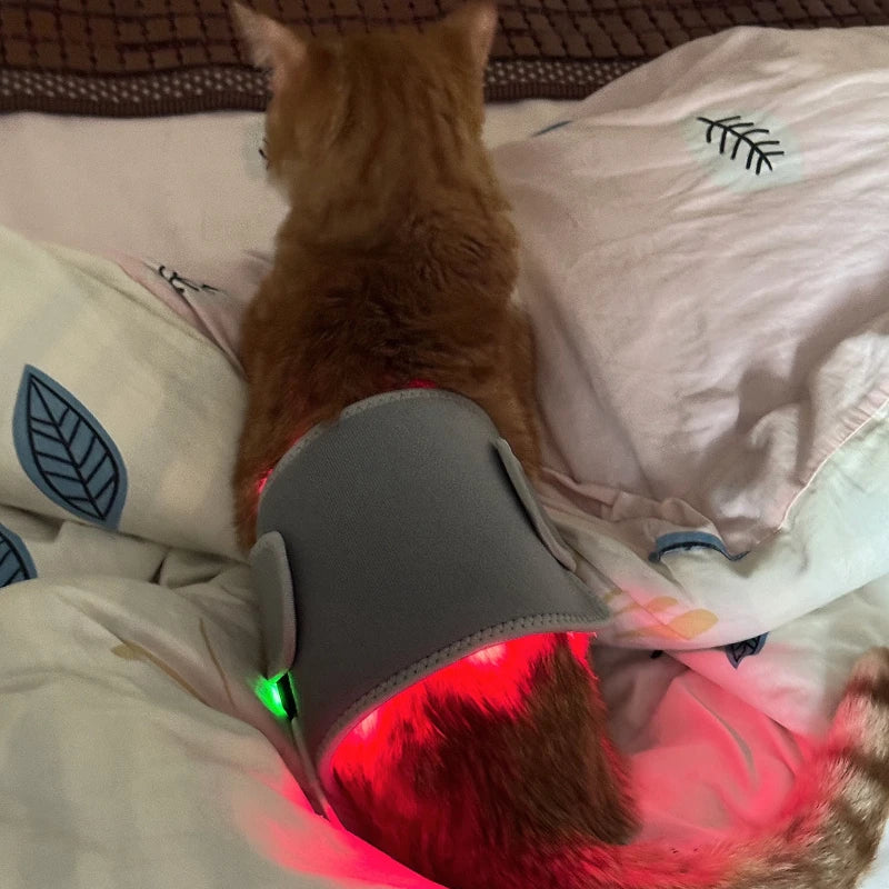 Red Light LED Therapy Device for Pet Pain Relief | Non-Invasive Healing