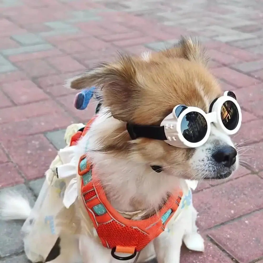 Anti UV Pet Goggles for Dogs & Cats | Adjustable Sun Eyewear
