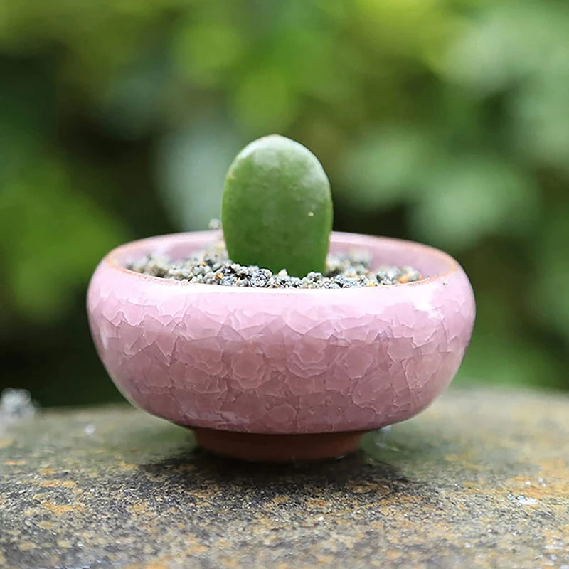 Cute Ice-Crack Glaze Flower Ceramic Succulent Planter