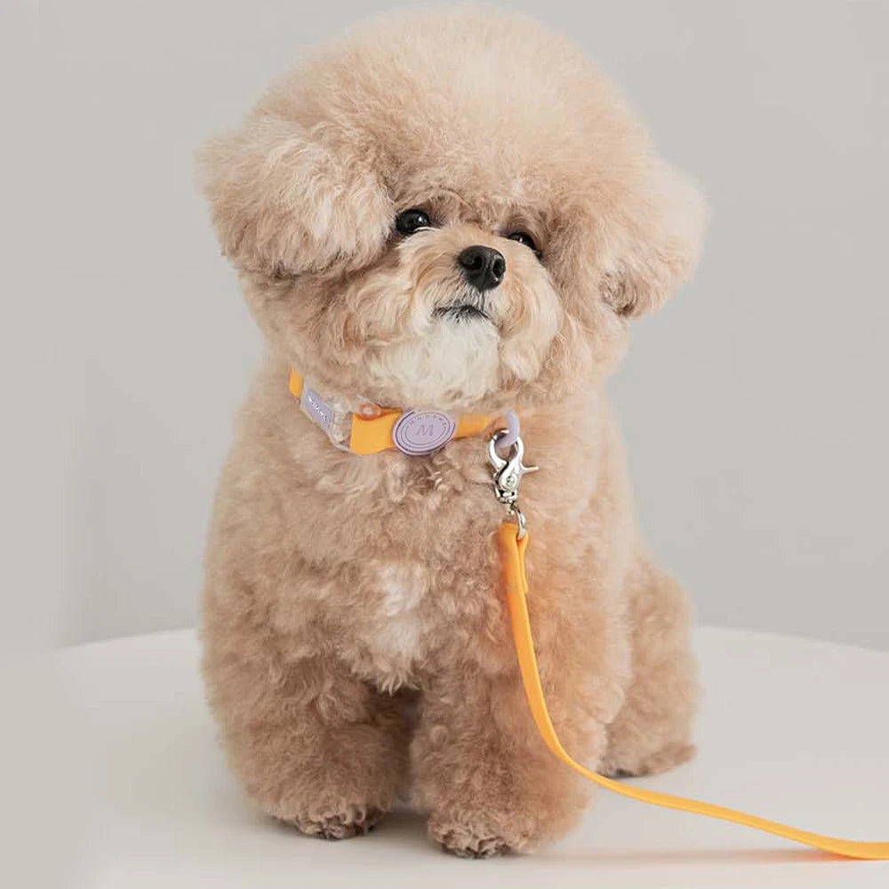 Trendy Transparent Buckle Pet Collar | Perfect for Small Dogs & Cats