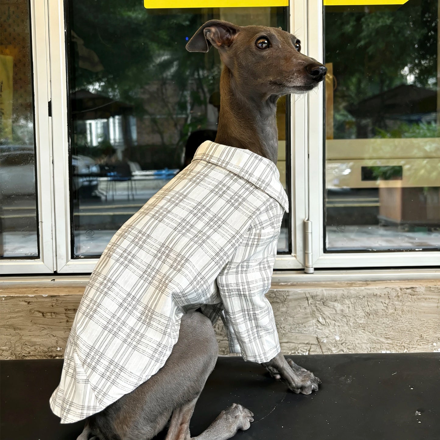 Camisa a Cuadros para Perros | Ropa para Mascotas Elegante y Cómoda