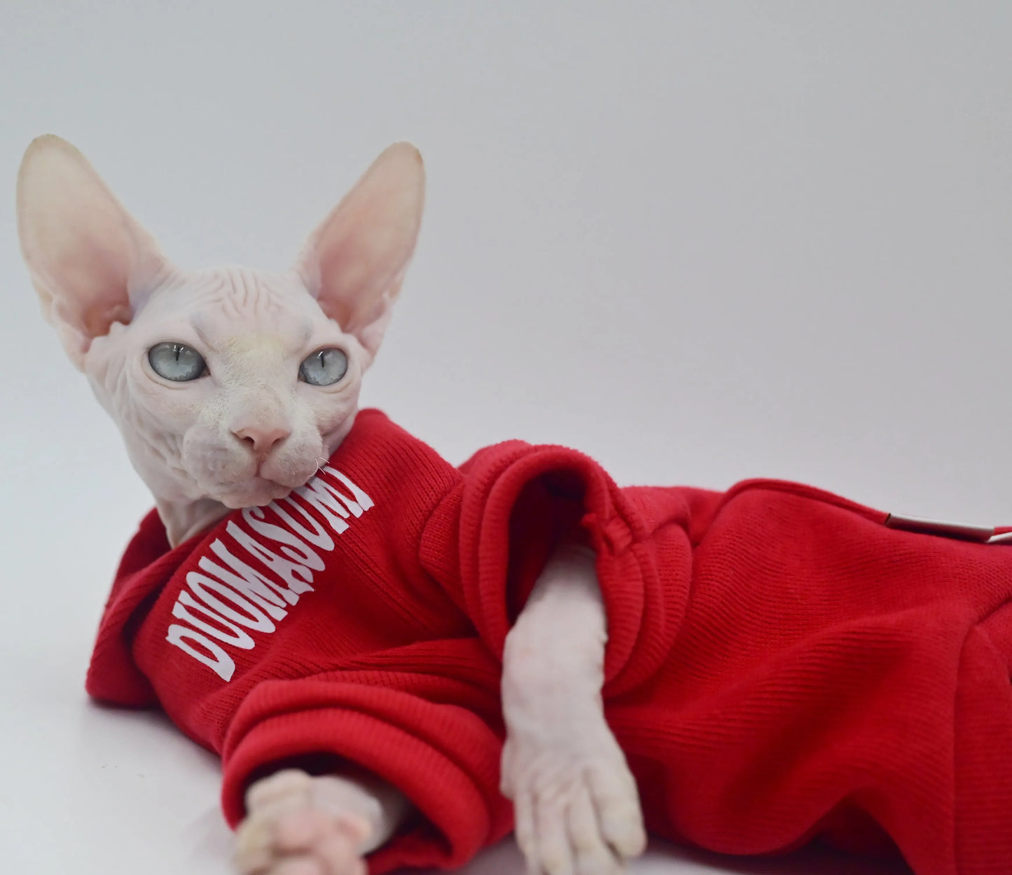Ropa elegante para gatos sin pelo | Colección Primavera/Otoño