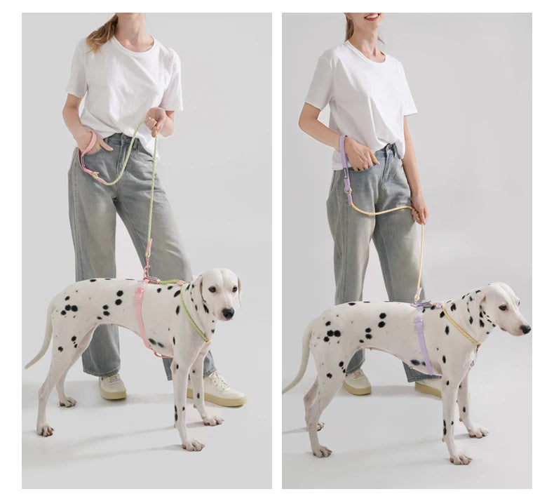 Cute Sugar Color Dog Collar and Leash Set for Small to Medium Dogs