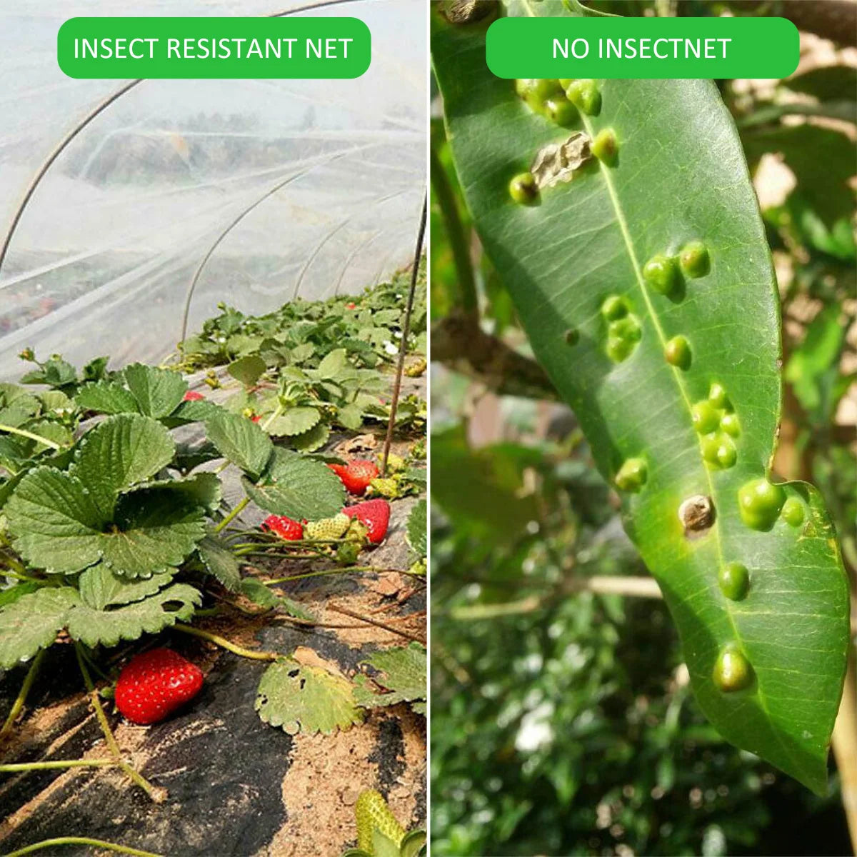 Garden Insect Protection Net | Vegetable & Fruit Care Cover