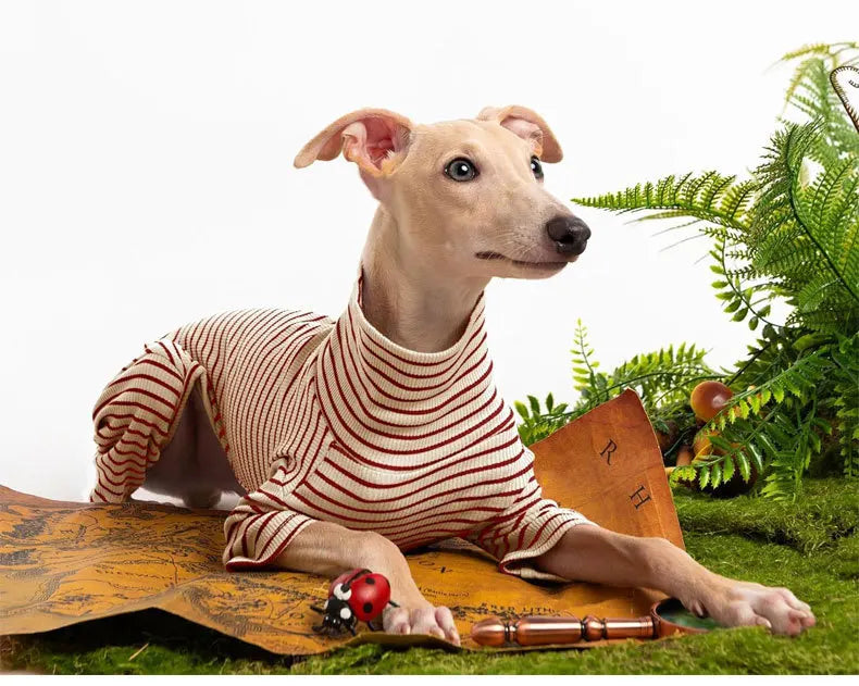 Four Legged Spring Pet Dog Jumpsuit | Comfortable Dog Apparel