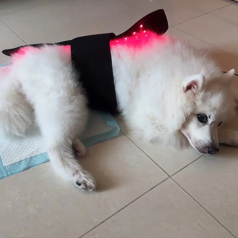 Veterinary Red Light Therapy Mat for Pain Relief in Pets