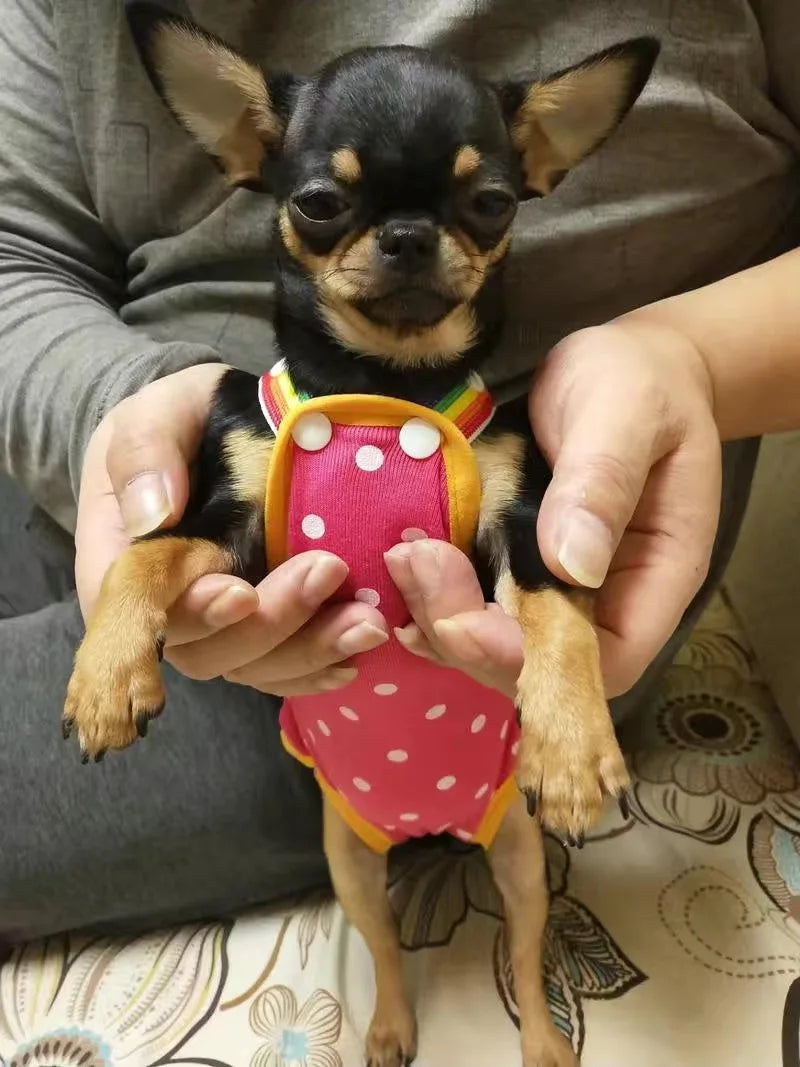 Denim Dog Shorts for Small & Medium Dogs | Stylish Pet Underwear