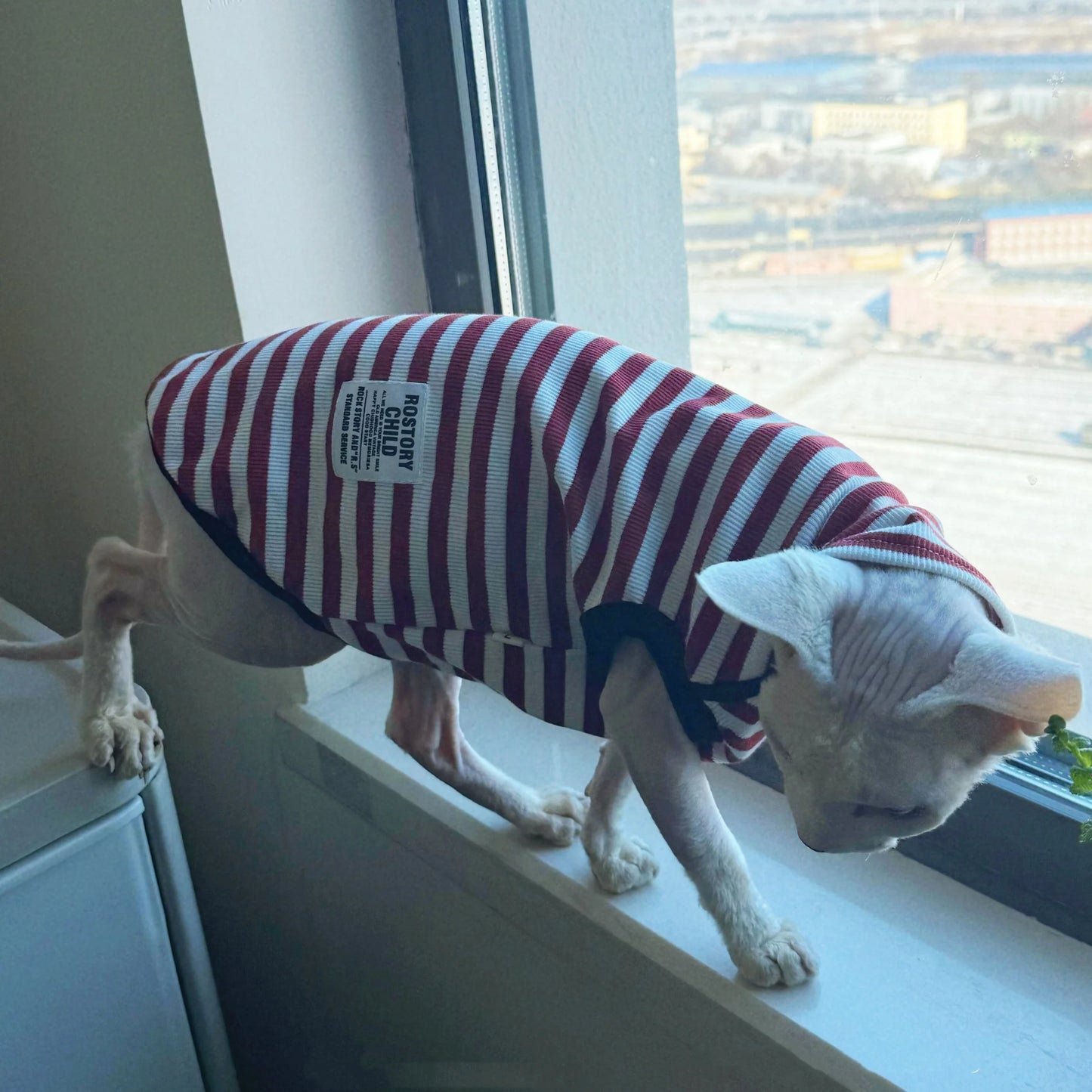 Cute Sleeveless Striped T-Shirt for Sphinx Cats | Autumn Fashion