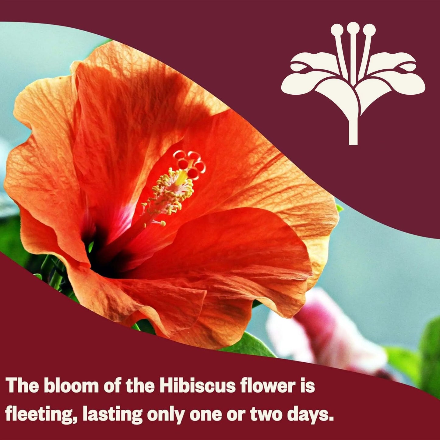 Decaffeinated Herbal Tea Bags | Antioxidant-Rich Luoshen Flower Tea