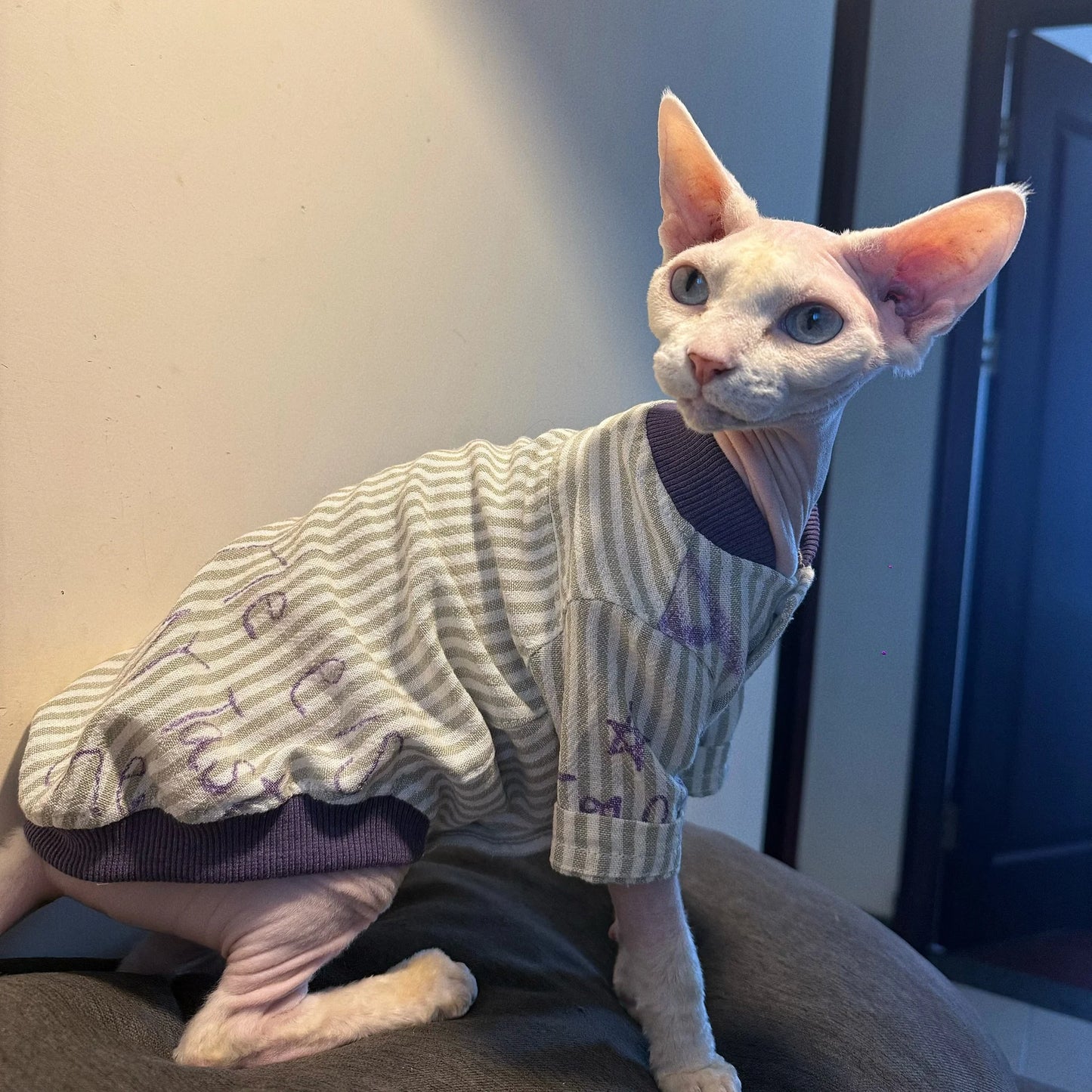 Stylish Cotton Baseball Jacket for Sphynx Cats and Kittens