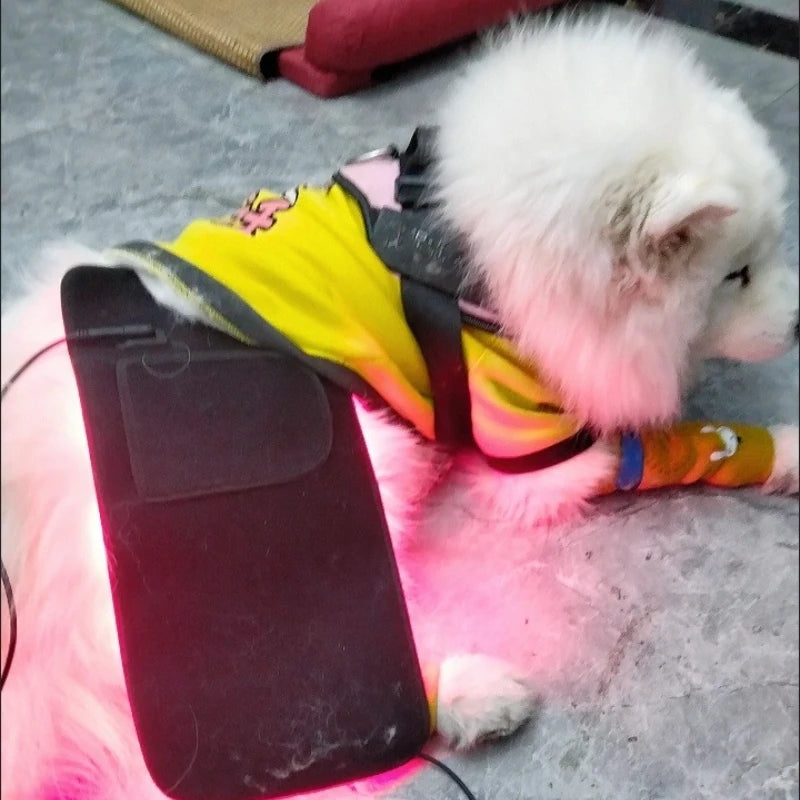 Red Light LED Therapy Device for Pet Pain Relief | Non-Invasive Healing