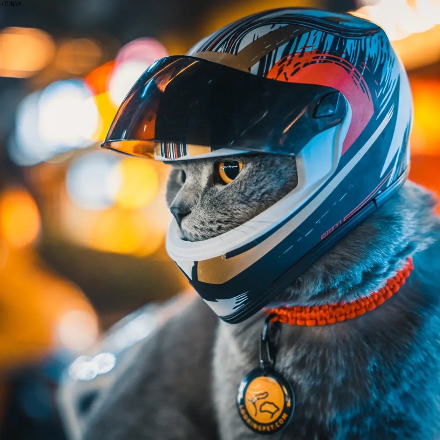 Pet Helmets for Dogs & Cats | Safe Outdoor Headgear Accessories