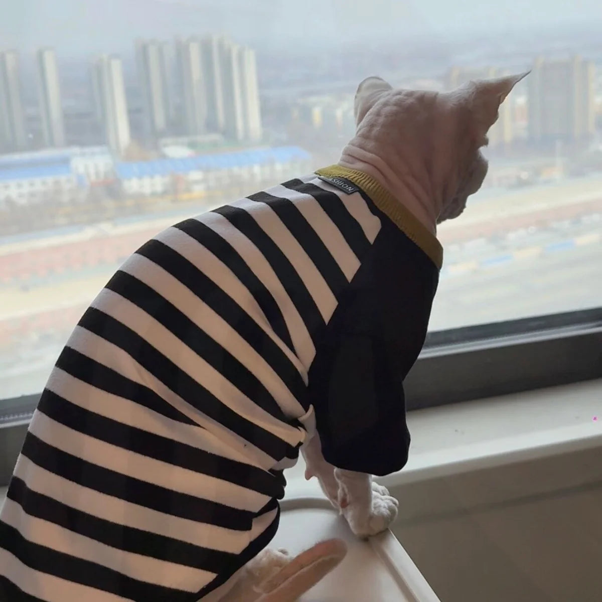 Stylish Black-White Striped T-Shirt for Hairless Cats | Soft Cotton Wear