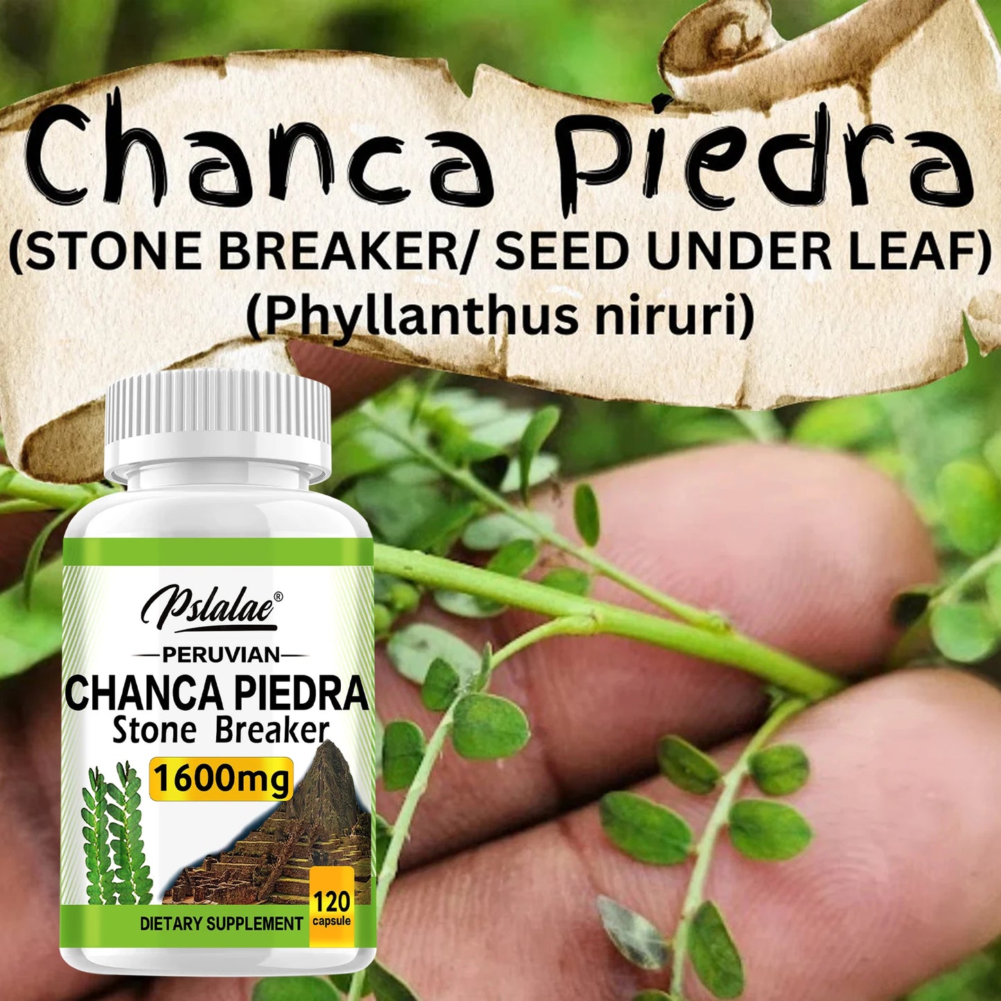 Chanca Piedra 1600mg Capsules | Supports Kidney Health & Detox