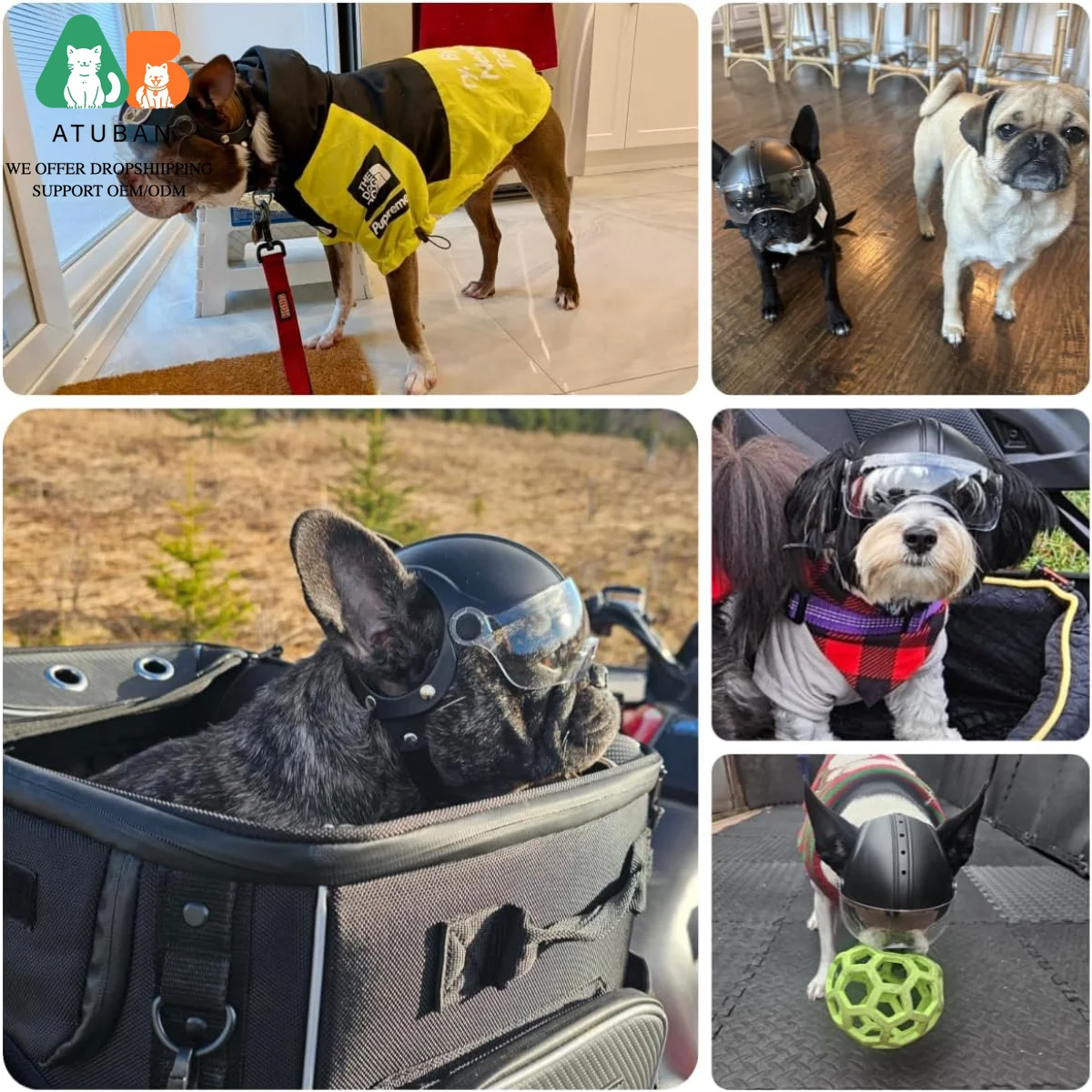 Dog Motorcycle Helmet for Small Breeds | Stylish & Protective