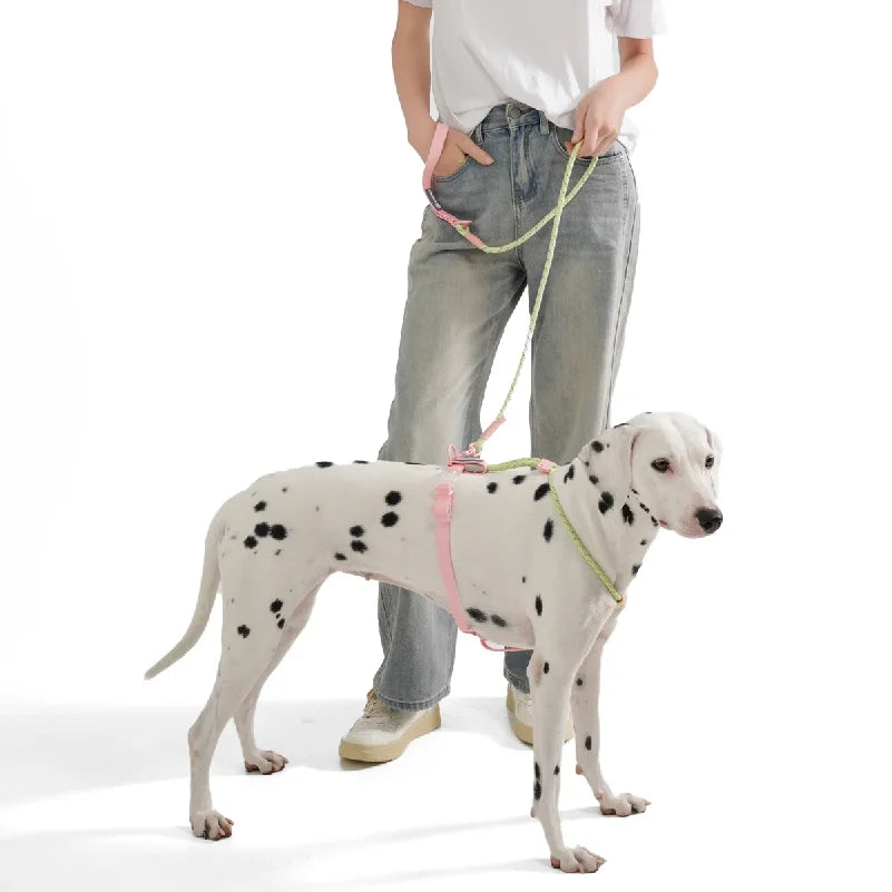 Cute Sugar Color Dog Collar and Leash Set for Small to Medium Dogs
