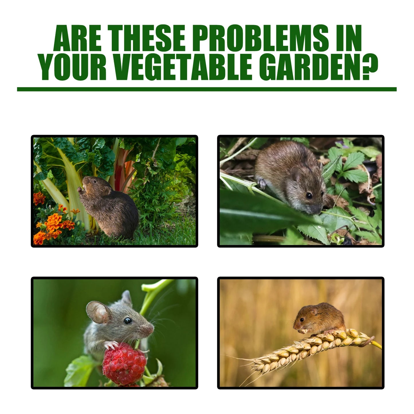 20pcs Non-Toxic Mouse Repellent Pellets | Humane Rodent Control