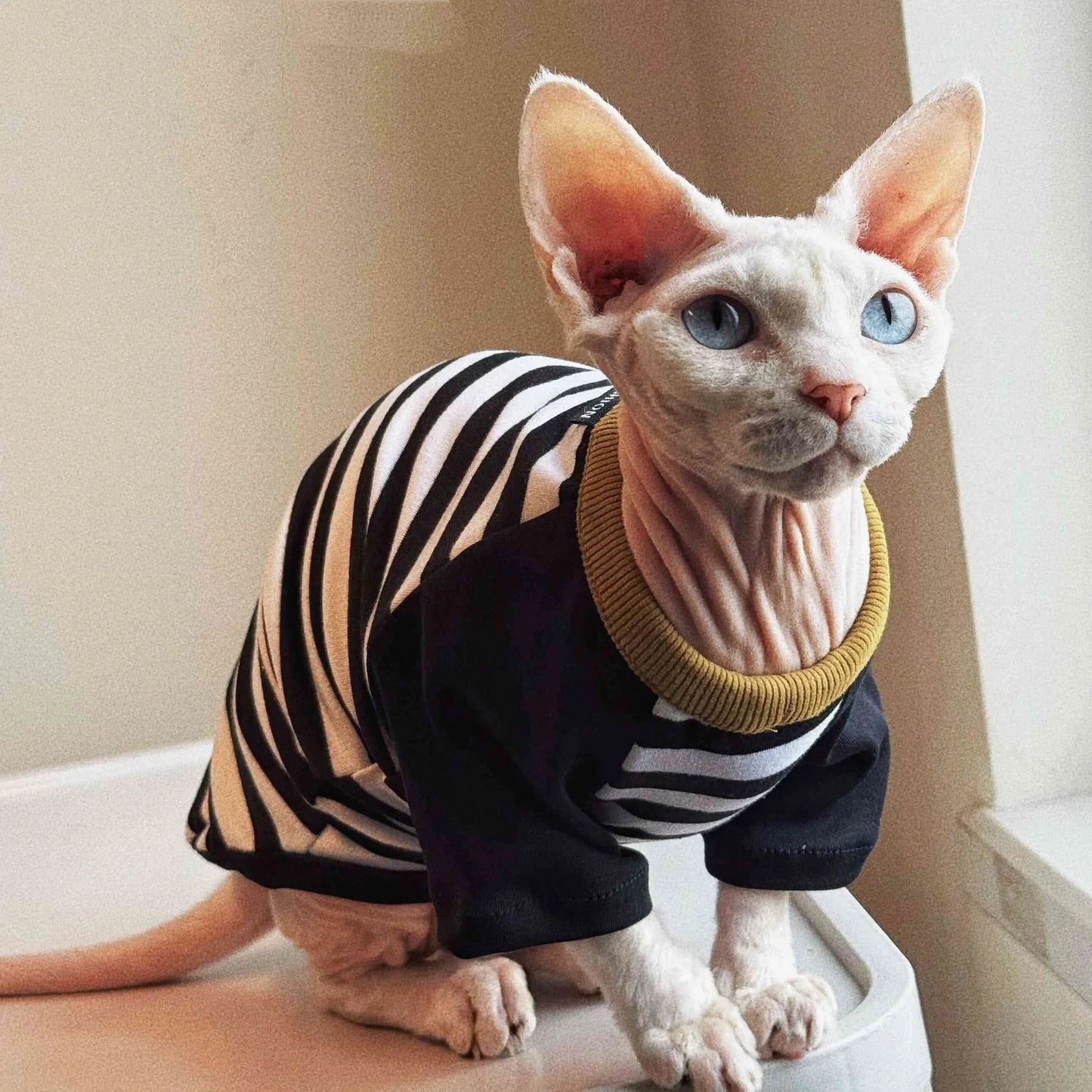 Stylish Black-White Striped T-Shirt for Hairless Cats | Soft Cotton Wear