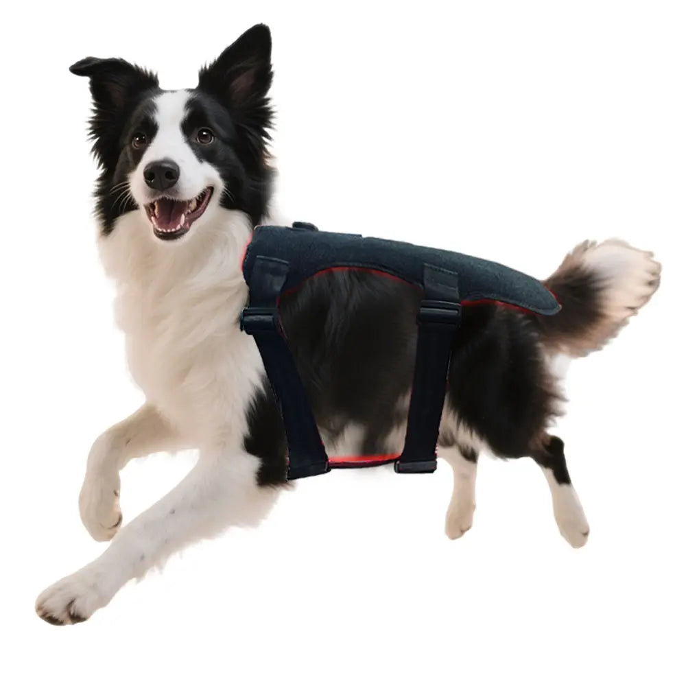 Red Light Therapy Belt for Pets | Pain Relief for Dogs & Cats