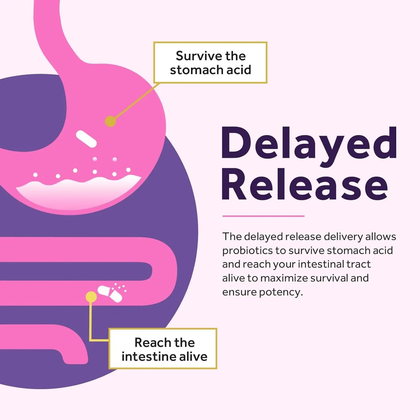 Daily Women's Probiotic Supplement | 60 Caps for Gut Health